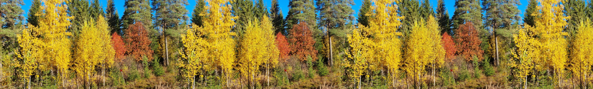 Swedish Phenocam Network